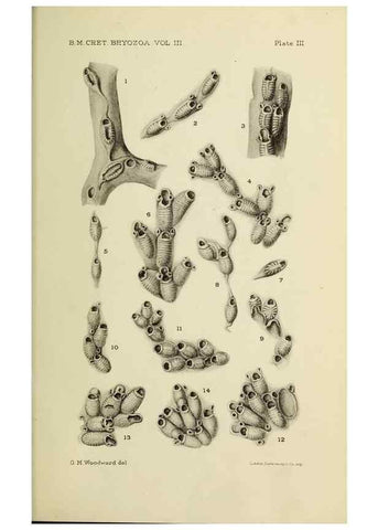 Reproducción/Reproduction 45994040925: Catalogue of the Fossil Bryozoa in the Department of Geology, British Museum (Natural History). . London,1896-1922.. 