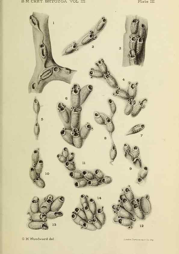 Reproducción/Reproduction 45994040925: Catalogue of the Fossil Bryozoa in the Department of Geology, British Museum (Natural History). . London,1896-1922.. 