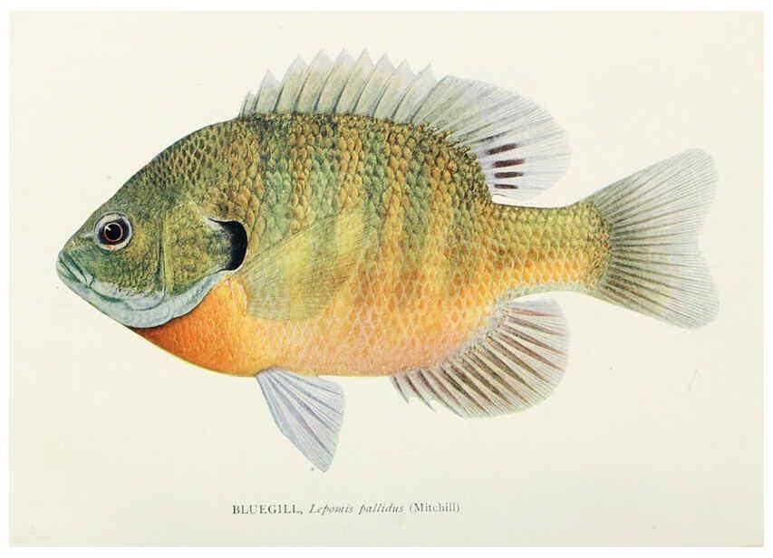 Reproducción/Reproduction 46858203552: The fishes of Illinois,. [Danville, Ill.] :Pub. by authority of the state Legislature,[1908]. 