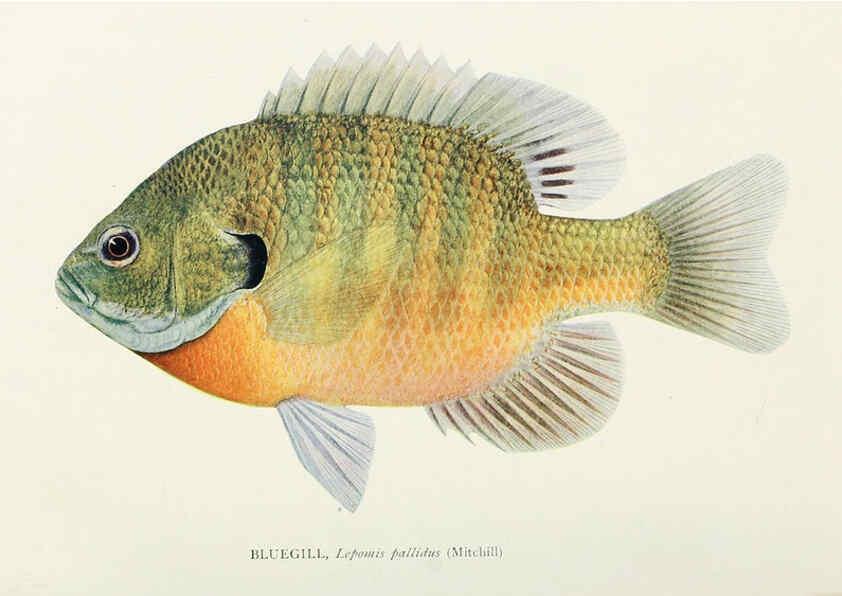 Reproducción/Reproduction 46858203552: The fishes of Illinois,. [Danville, Ill.] :Pub. by authority of the state Legislature,[1908]. 