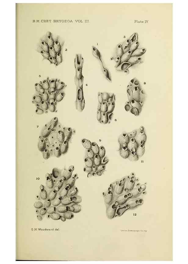 Reproducción/Reproduction 46908565381: Catalogue of the Fossil Bryozoa in the Department of Geology, British Museum (Natural History). . London,1896-1922.. 