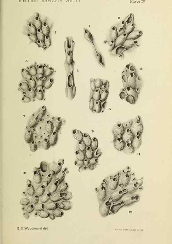 Reproducción/Reproduction 46908565381: Catalogue of the Fossil Bryozoa in the Department of Geology, British Museum (Natural History). . London,1896-1922.. 