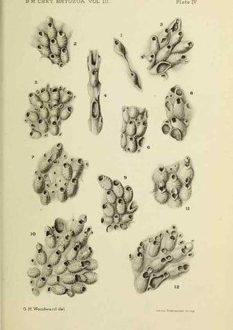 Reproducción/Reproduction 46908565381: Catalogue of the Fossil Bryozoa in the Department of Geology, British Museum (Natural History). . London,1896-1922.. 