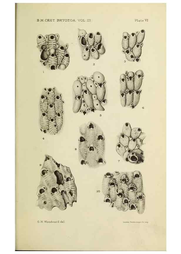 Reproducción/Reproduction 46908569021: Catalogue of the Fossil Bryozoa in the Department of Geology, British Museum (Natural History). . London,1896-1922.. 