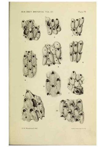 Reproducción/Reproduction 46908569021: Catalogue of the Fossil Bryozoa in the Department of Geology, British Museum (Natural History). . London,1896-1922.. 