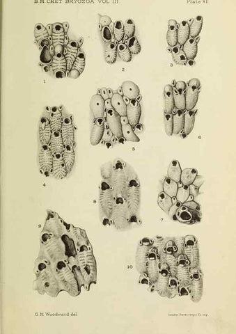 Reproducción/Reproduction 46908569021: Catalogue of the Fossil Bryozoa in the Department of Geology, British Museum (Natural History). . London,1896-1922.. 