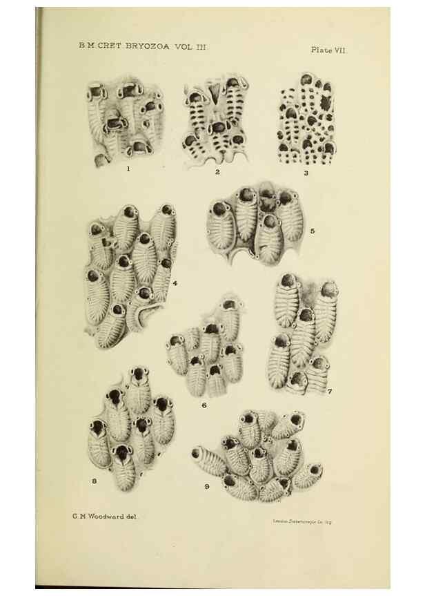 Reproducción/Reproduction 39943823933: Catalogue of the Fossil Bryozoa in the Department of Geology, British Museum (Natural History). . London,1896-1922.. 