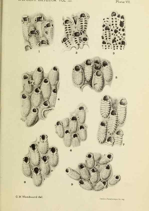 Reproducción/Reproduction 39943823933: Catalogue of the Fossil Bryozoa in the Department of Geology, British Museum (Natural History). . London,1896-1922.. 