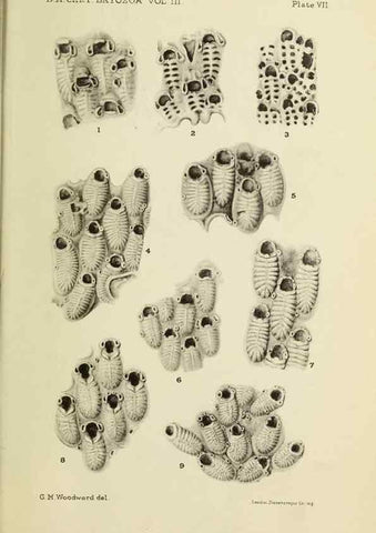 Reproducción/Reproduction 39943823933: Catalogue of the Fossil Bryozoa in the Department of Geology, British Museum (Natural History). . London,1896-1922.. 