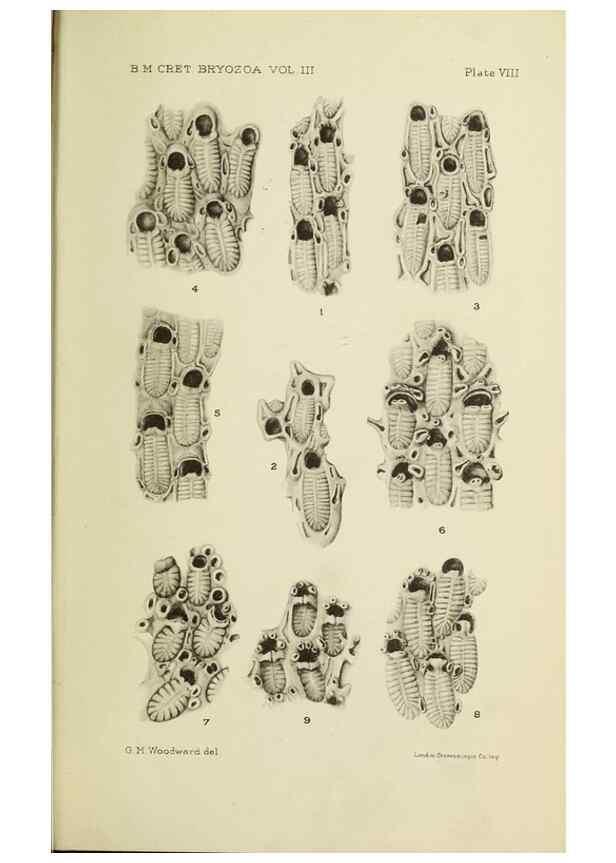Reproducción/Reproduction 31967559957: Catalogue of the Fossil Bryozoa in the Department of Geology, British Museum (Natural History). . London,1896-1922.. 