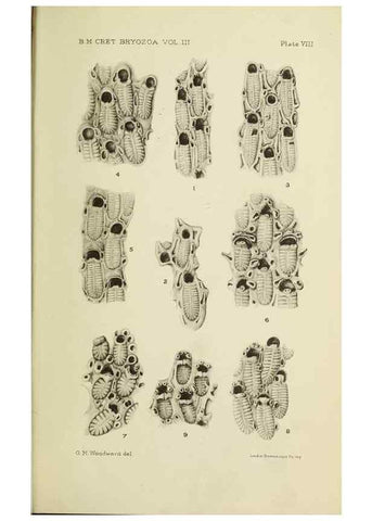 Reproducción/Reproduction 31967559957: Catalogue of the Fossil Bryozoa in the Department of Geology, British Museum (Natural History). . London,1896-1922.. 