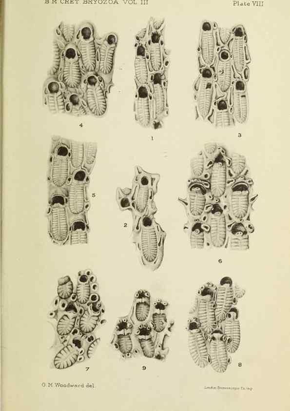 Reproducción/Reproduction 31967559957: Catalogue of the Fossil Bryozoa in the Department of Geology, British Museum (Natural History). . London,1896-1922.. 