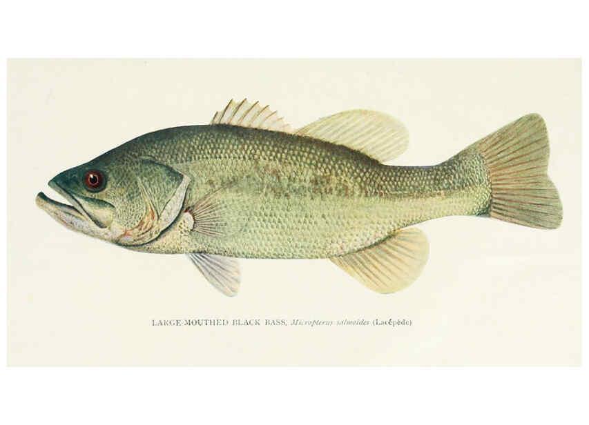 Reproducción/Reproduction 39945548203: The fishes of Illinois,. [Danville, Ill.] :Pub. by authority of the state Legislature,[1908]. 