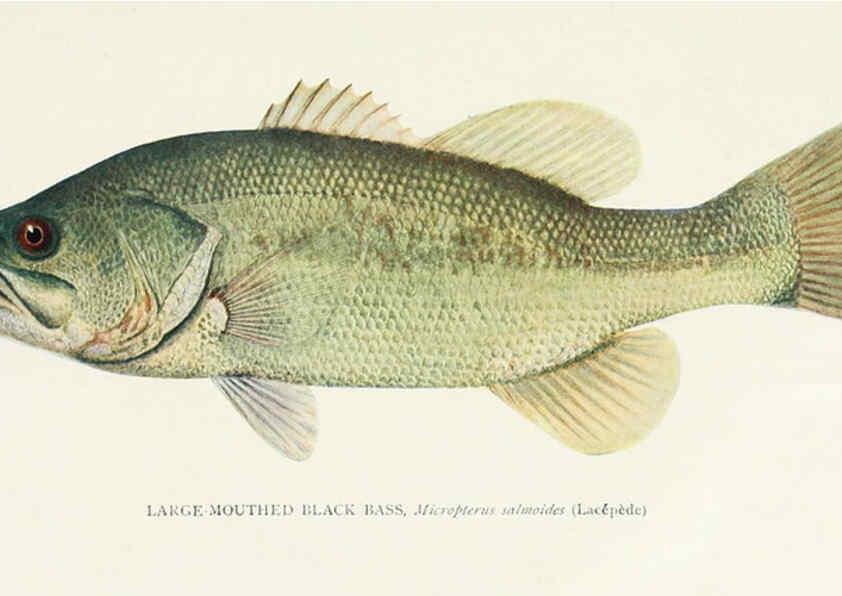 Reproducción/Reproduction 39945548203: The fishes of Illinois,. [Danville, Ill.] :Pub. by authority of the state Legislature,[1908]. 