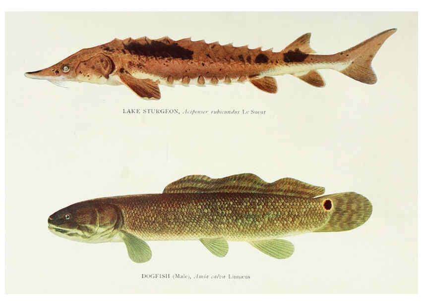 Reproducción/Reproduction 46185457714: The fishes of Illinois,. [Danville, Ill.] :Pub. by authority of the state Legislature,[1908]. 