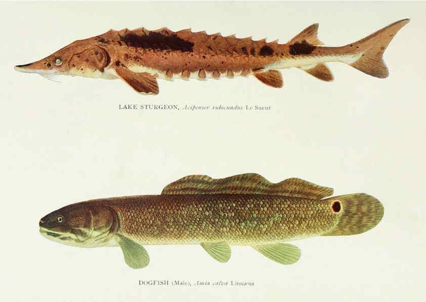 Reproducción/Reproduction 46185457714: The fishes of Illinois,. [Danville, Ill.] :Pub. by authority of the state Legislature,[1908]. 