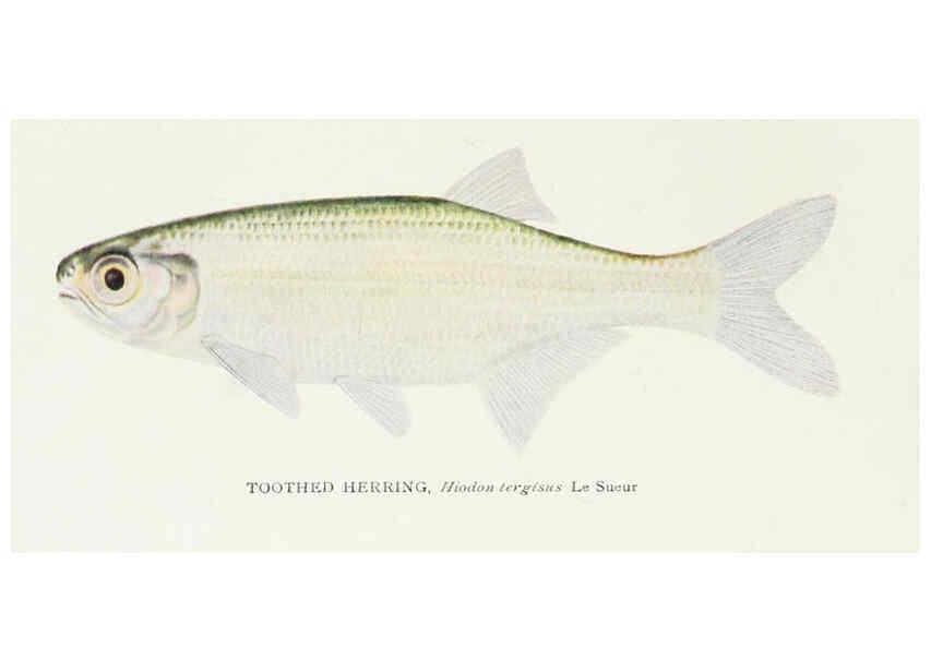 Reproducción/Reproduction 39945549873: The fishes of Illinois,. [Danville, Ill.] :Pub. by authority of the state Legislature,[1908]. 