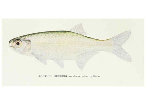 Reproducción/Reproduction 39945549873: The fishes of Illinois,. [Danville, Ill.] :Pub. by authority of the state Legislature,[1908]. 