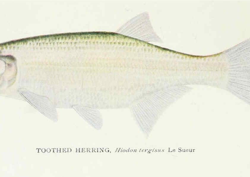 Reproducción/Reproduction 39945549873: The fishes of Illinois,. [Danville, Ill.] :Pub. by authority of the state Legislature,[1908]. 