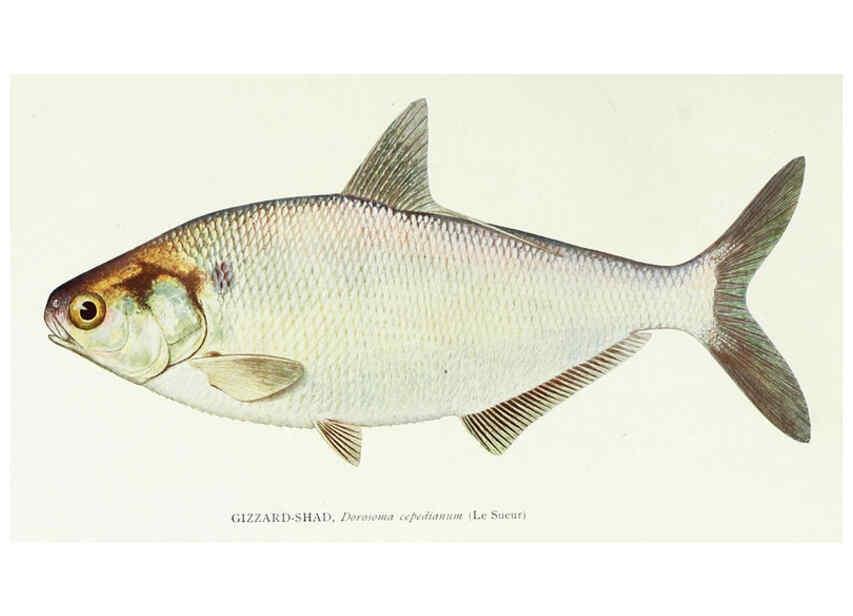 Reproducción/Reproduction 45995820445: The fishes of Illinois,. [Danville, Ill.] :Pub. by authority of the state Legislature,[1908]. 