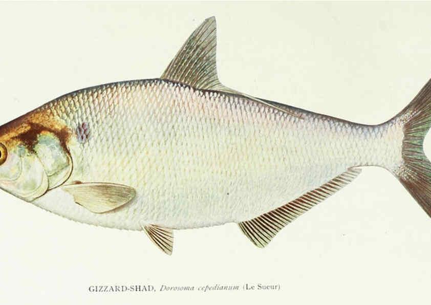 Reproducción/Reproduction 45995820445: The fishes of Illinois,. [Danville, Ill.] :Pub. by authority of the state Legislature,[1908]. 
