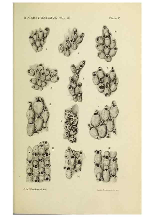 Reproducción/Reproduction 39943782443: Catalogue of the Fossil Bryozoa in the Department of Geology, British Museum (Natural History). . London,1896-1922.. 