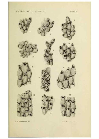 Reproducción/Reproduction 39943782443: Catalogue of the Fossil Bryozoa in the Department of Geology, British Museum (Natural History). . London,1896-1922.. 