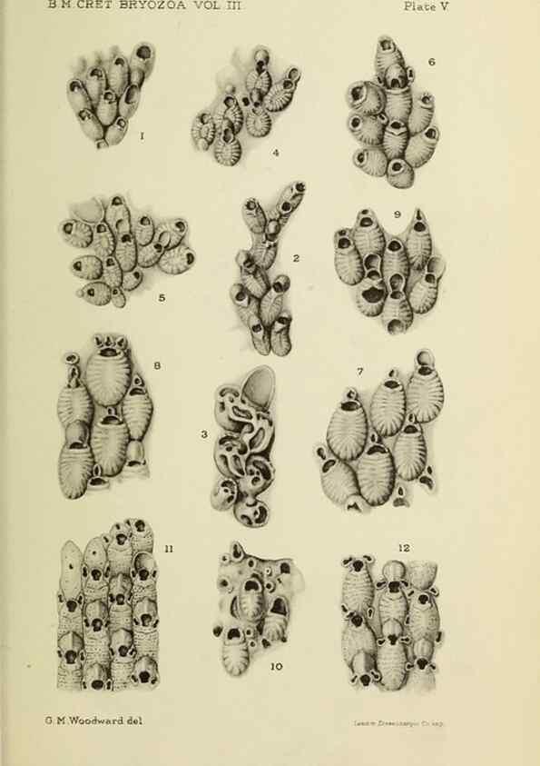 Reproducción/Reproduction 39943782443: Catalogue of the Fossil Bryozoa in the Department of Geology, British Museum (Natural History). . London,1896-1922.. 