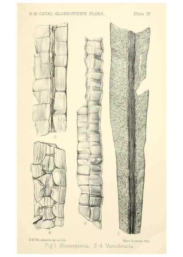 Reproducción/Reproduction 39943381843: Catalogue of the fossil plants of the Glossopteris flora in the Department of geology.. London,Printed by order of the Trustees,1905.. 