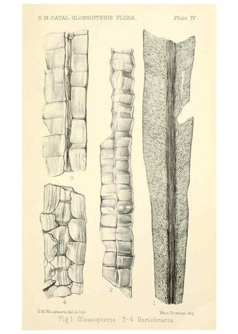 Reproducción/Reproduction 39943381843: Catalogue of the fossil plants of the Glossopteris flora in the Department of geology.. London,Printed by order of the Trustees,1905.. 