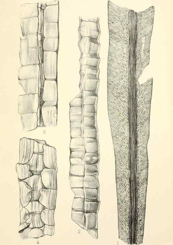Reproducción/Reproduction 39943381843: Catalogue of the fossil plants of the Glossopteris flora in the Department of geology.. London,Printed by order of the Trustees,1905.. 