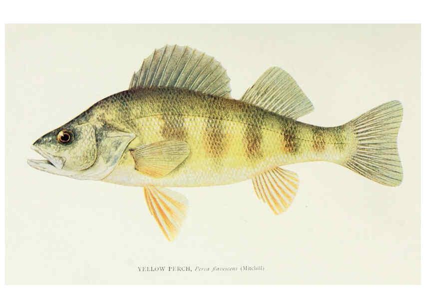 Reproducción/Reproduction 46910316111: The fishes of Illinois,. [Danville, Ill.] :Pub. by authority of the state Legislature,[1908]. 