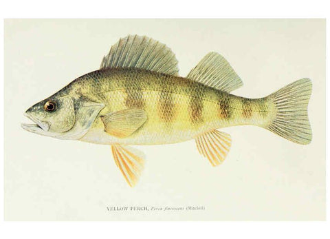 Reproducción/Reproduction 46910316111: The fishes of Illinois,. [Danville, Ill.] :Pub. by authority of the state Legislature,[1908]. 