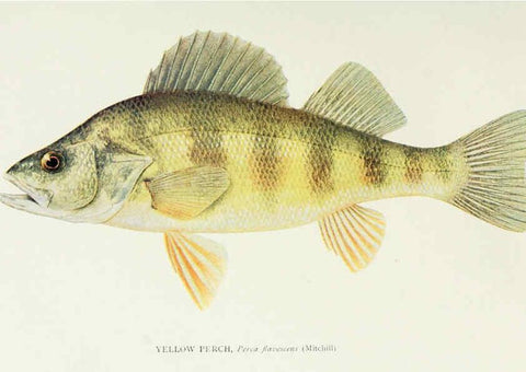 Reproducción/Reproduction 46910316111: The fishes of Illinois,. [Danville, Ill.] :Pub. by authority of the state Legislature,[1908]. 