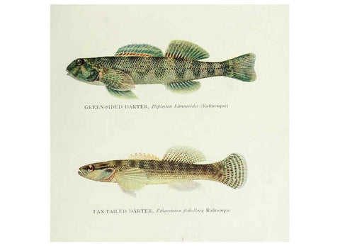 Reproducción/Reproduction 46185479834: The fishes of Illinois,. [Danville, Ill.] :Pub. by authority of the state Legislature,[1908]. 