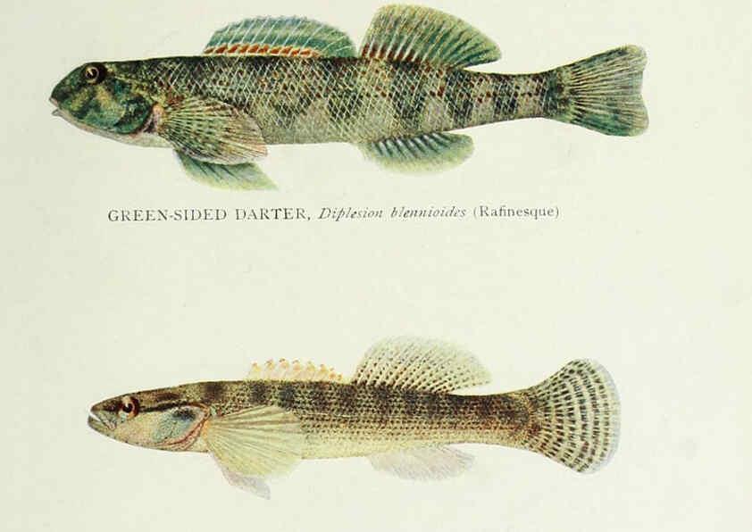 Reproducción/Reproduction 46185479834: The fishes of Illinois,. [Danville, Ill.] :Pub. by authority of the state Legislature,[1908]. 
