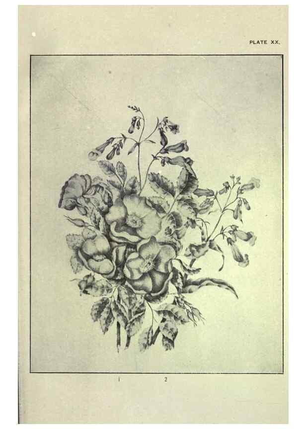 Reproducción/Reproduction 46916121161: Studies of plant life in Canada :. Toronto :W. Briggs,1906.. 