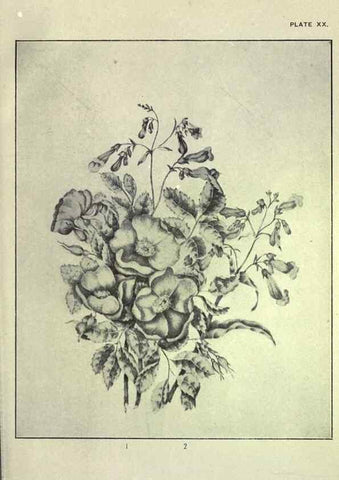 Reproducción/Reproduction 46916121161: Studies of plant life in Canada :. Toronto :W. Briggs,1906.. 