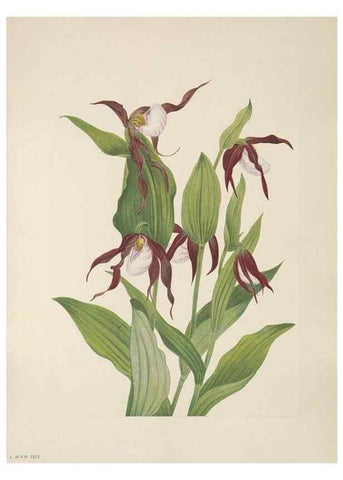 Reproducción/Reproduction 33041077098: North American wild flowers. Washington, D.C. :Smithsonian Institution,1925.. 