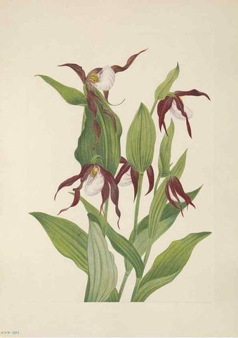 Reproducción/Reproduction 33041077098: North American wild flowers. Washington, D.C. :Smithsonian Institution,1925.. 