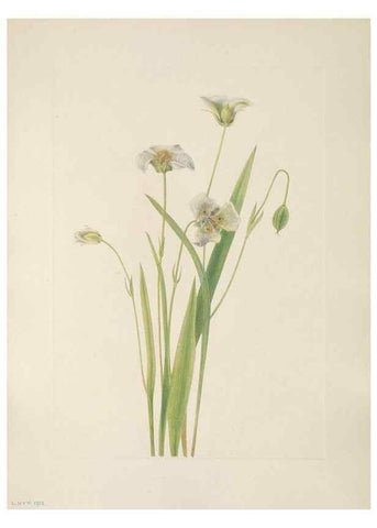 Reproducción/Reproduction 46916430121: North American wild flowers. Washington, D.C. :Smithsonian Institution,1925.. 