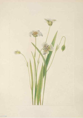 Reproducción/Reproduction 46916430121: North American wild flowers. Washington, D.C. :Smithsonian Institution,1925.. 