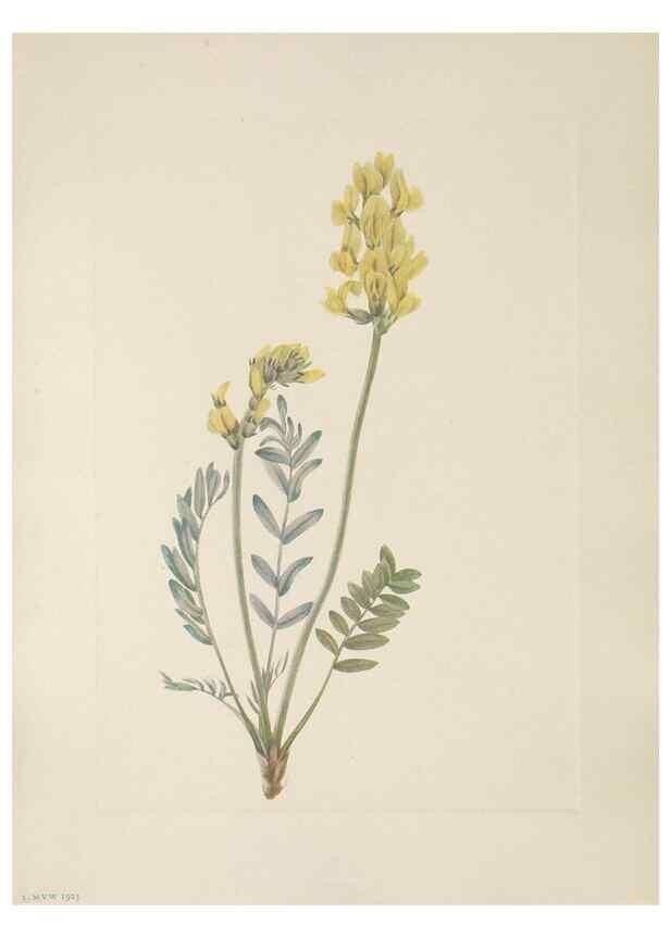 Reproducción/Reproduction 33041077918: North American wild flowers. Washington, D.C. :Smithsonian Institution,1925.. 