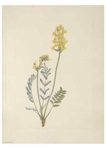 Reproducción/Reproduction 33041077918: North American wild flowers. Washington, D.C. :Smithsonian Institution,1925.. 