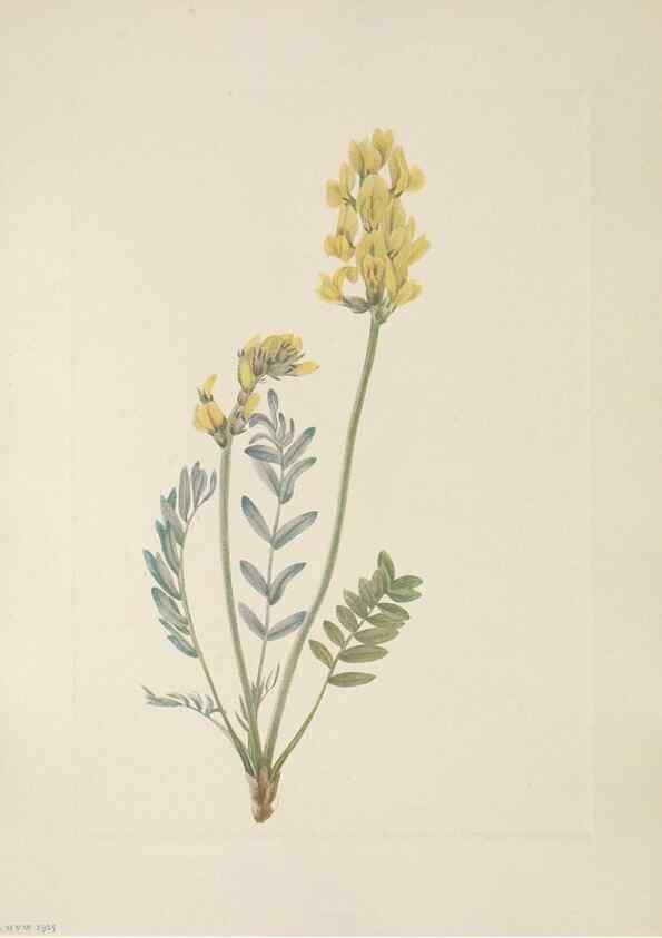 Reproducción/Reproduction 33041077918: North American wild flowers. Washington, D.C. :Smithsonian Institution,1925.. 