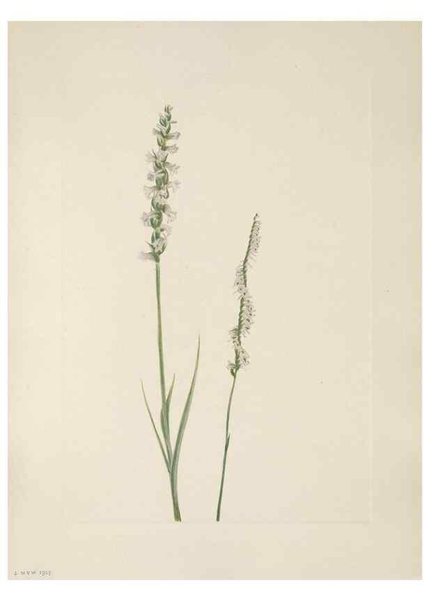 Reproducción/Reproduction 46916431421: North American wild flowers. Washington, D.C. :Smithsonian Institution,1925.. 