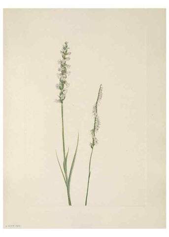 Reproducción/Reproduction 46916431421: North American wild flowers. Washington, D.C. :Smithsonian Institution,1925.. 