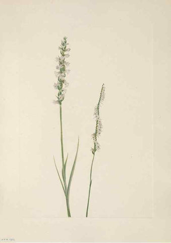 Reproducción/Reproduction 46916431421: North American wild flowers. Washington, D.C. :Smithsonian Institution,1925.. 