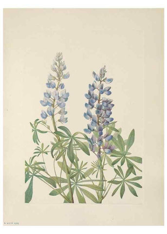Reproducción/Reproduction 46002074125: North American wild flowers. Washington, D.C. :Smithsonian Institution,1925.. 