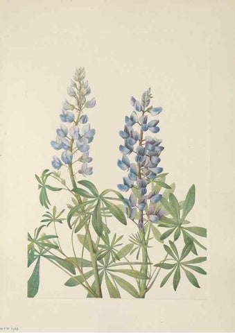 Reproducción/Reproduction 46002074125: North American wild flowers. Washington, D.C. :Smithsonian Institution,1925.. 